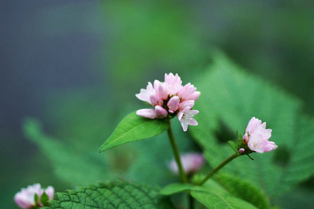 可憐な花咲いてます