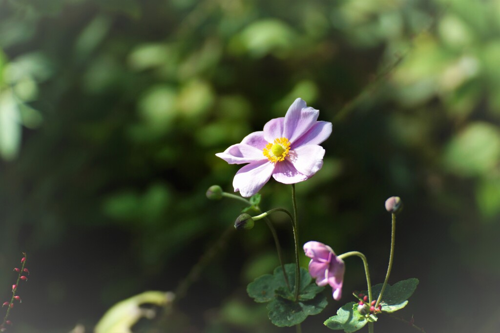 シュウメイギク