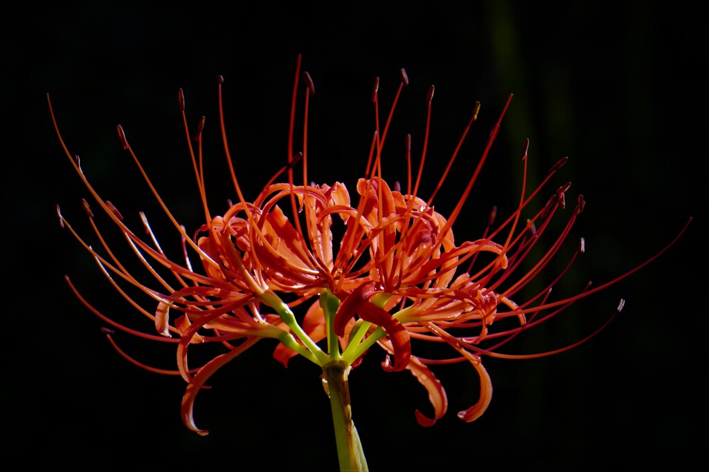 曼殊沙華