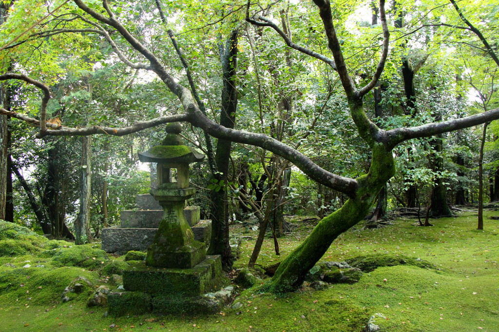 苔むす