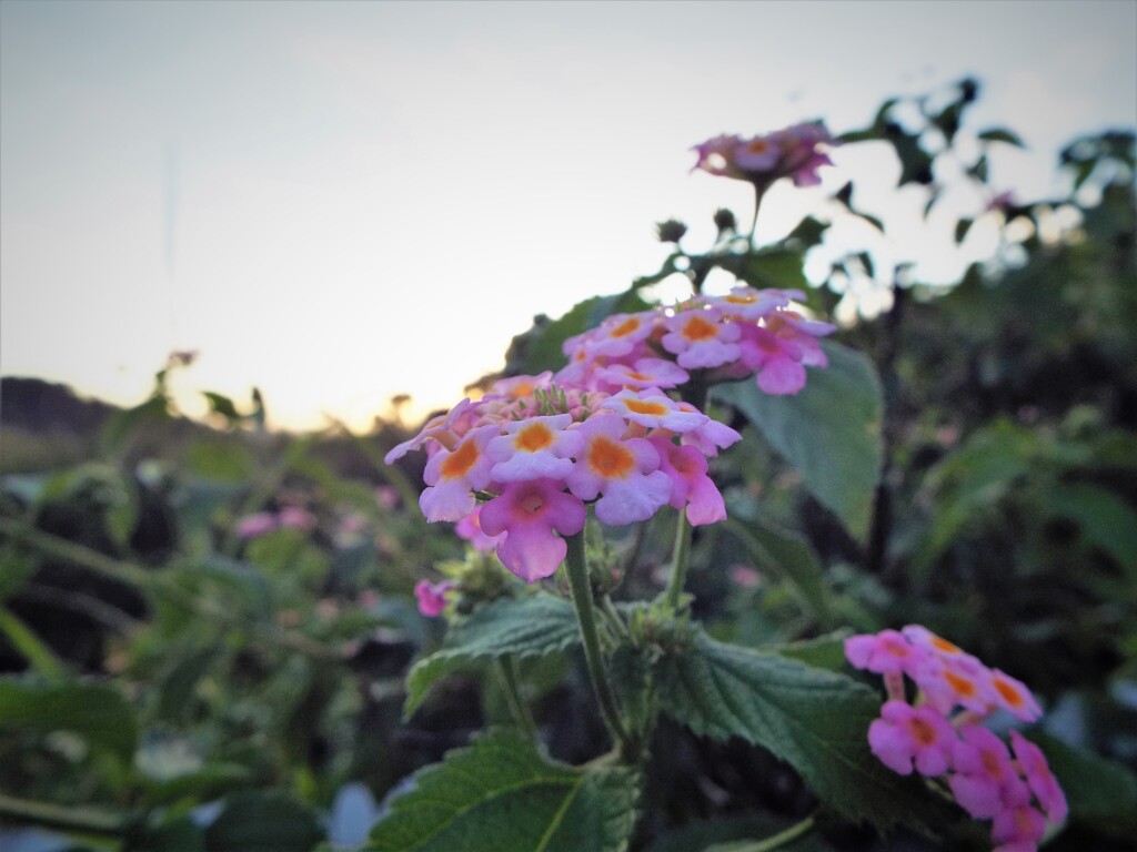 夕暮れ時は寂しそう