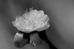 春呼ぶ花 Ⅱ