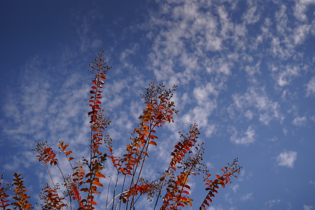 秋空