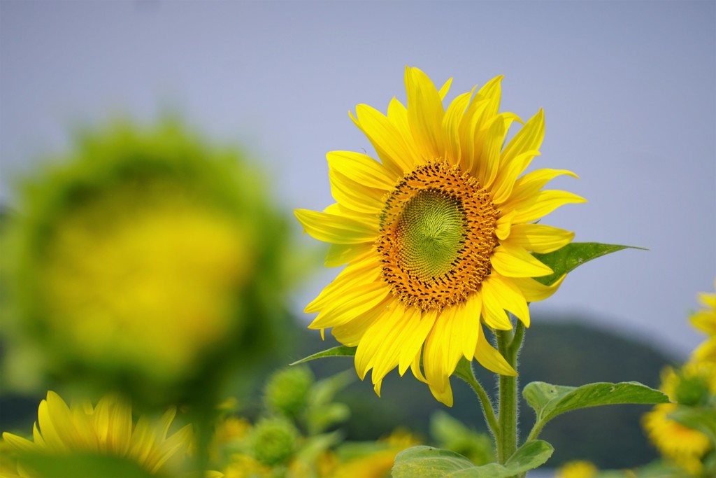 ひときわ美しい向日葵