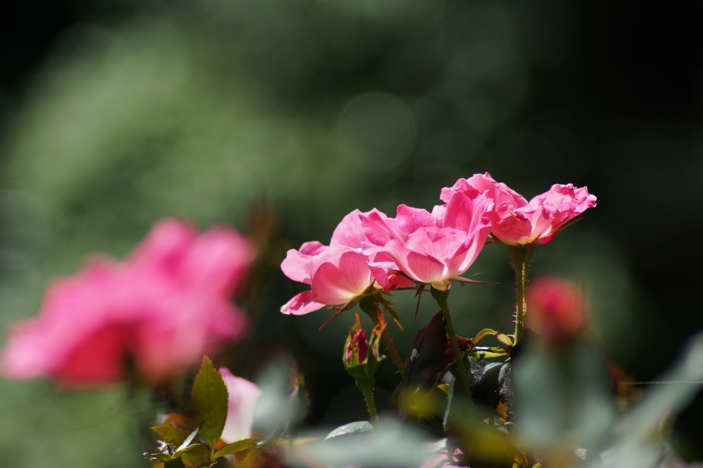 秋日和の薔薇