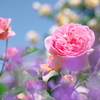 薔薇