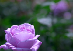 紫の薔薇