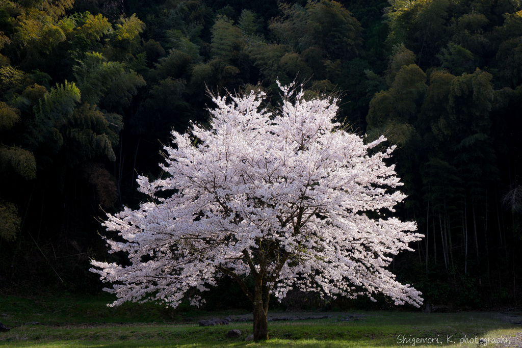 桜、輝く