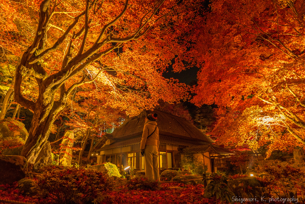 見上げる紅葉