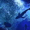 魚のカーテン(一眼レフver.