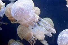水玉クラゲ