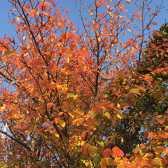 紅葉