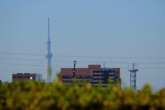 tokyo sky tree