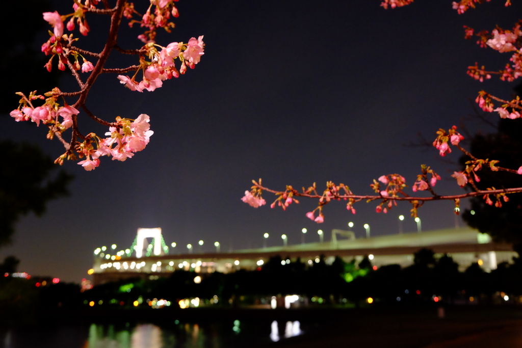 河津桜とレインボーブリッジ