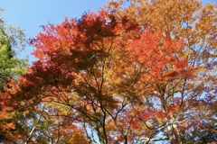 秋の備中松山城