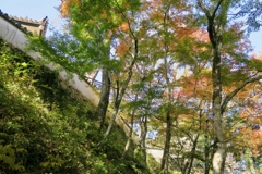 秋の備中松山城