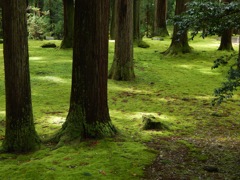 苔の絨毯
