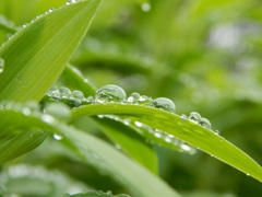 雨上がり