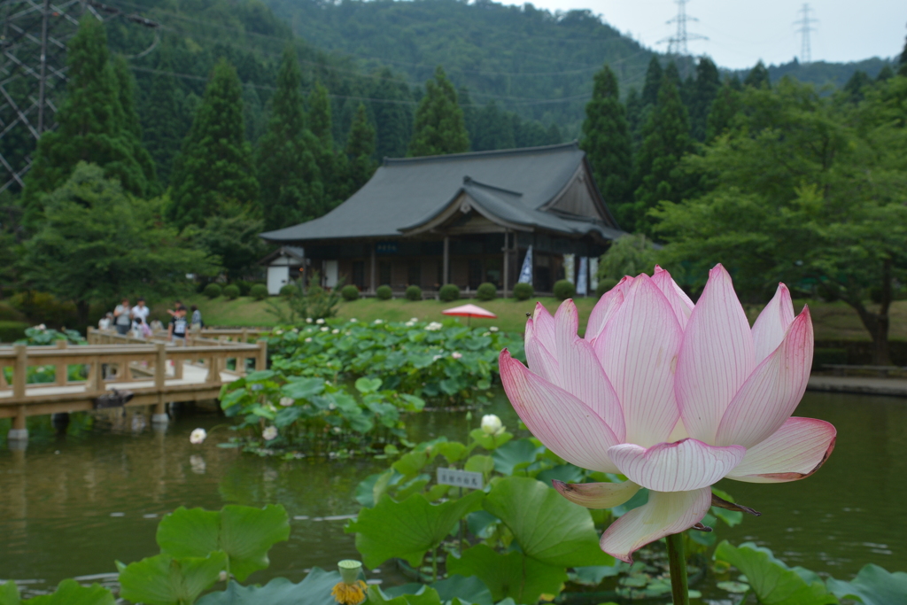 花はす公園③