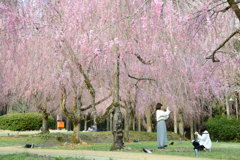 しだれ桜の木の下で