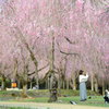 しだれ桜の木の下で