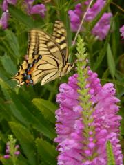 rps20160925_224051_470