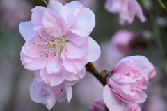 花桃