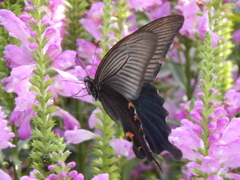 DSCN0463