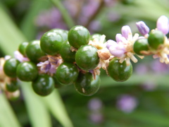DSCN0026