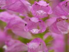 DSCN0438