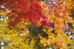 生き残り[石山緑地]