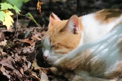 ねこ