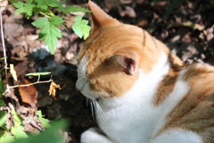 ねこ
