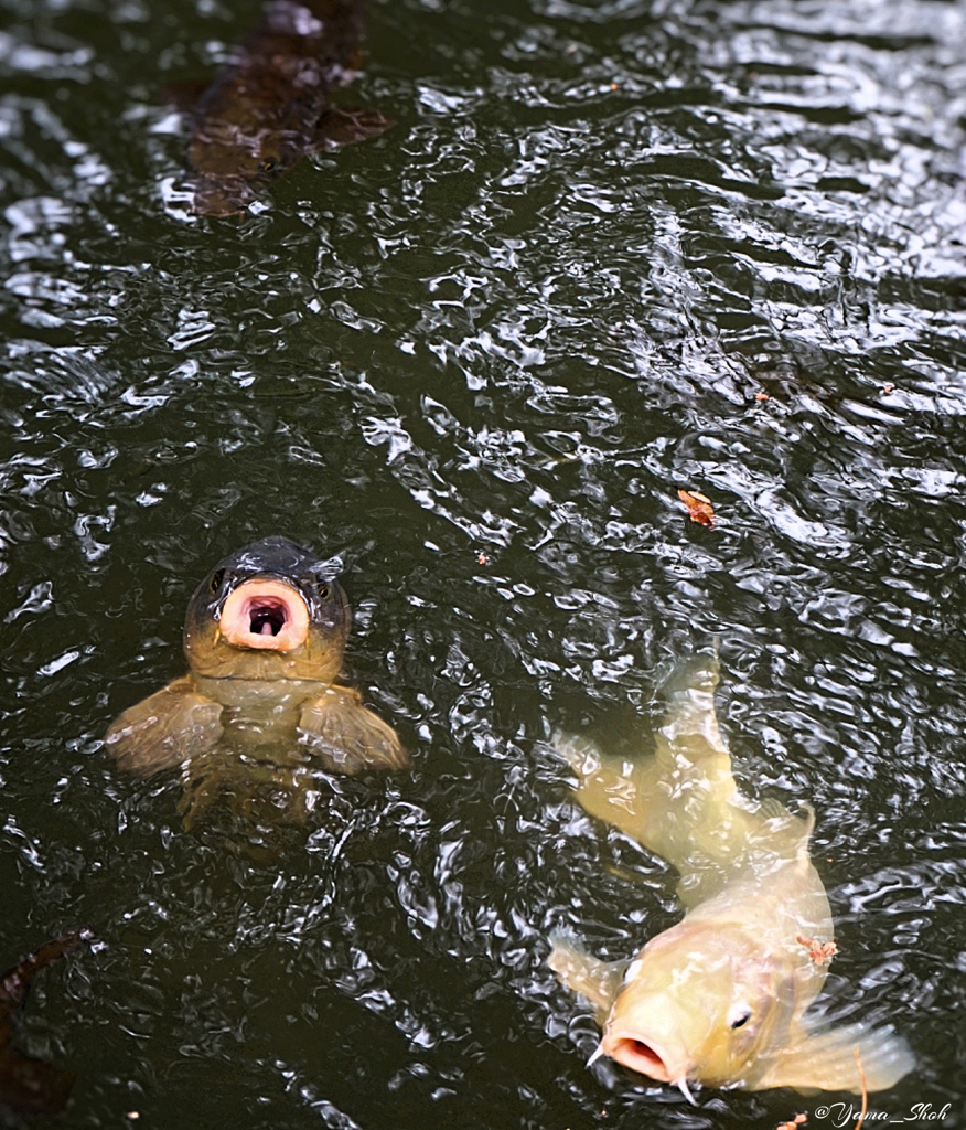 餌が恋しい
