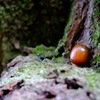 どんぐりの鎮座