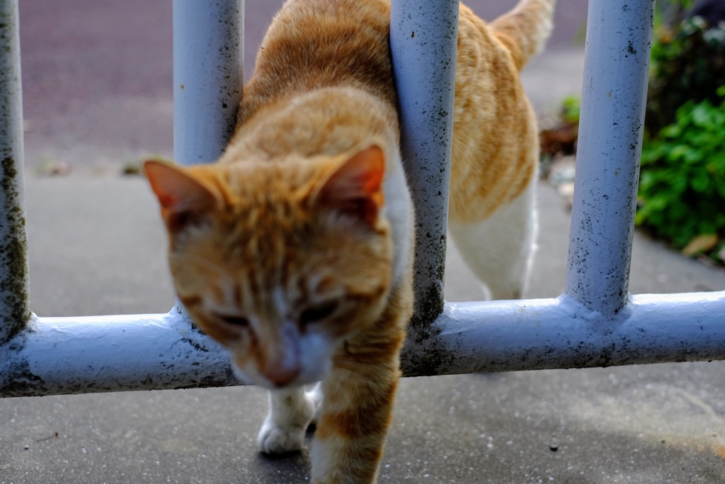 ひねりでる猫