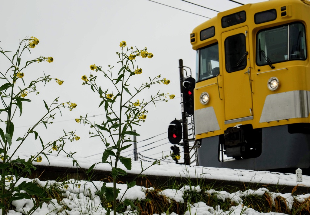 黄色い小花と黄色い電車
