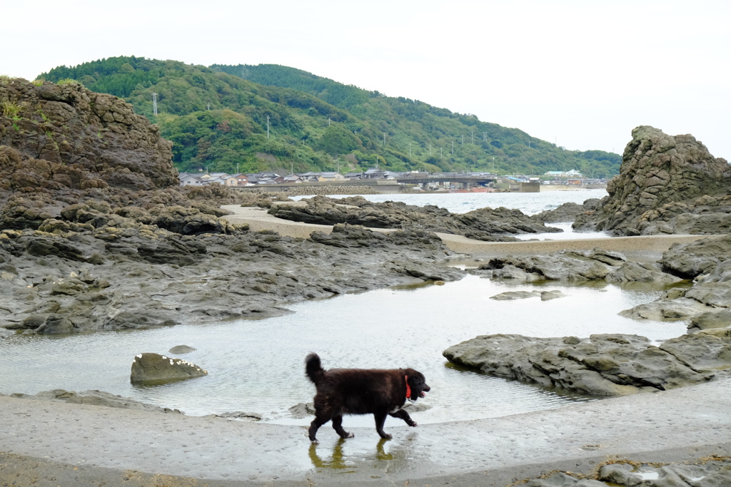 犬が通る磯