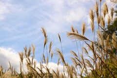 束の間の夏復活！