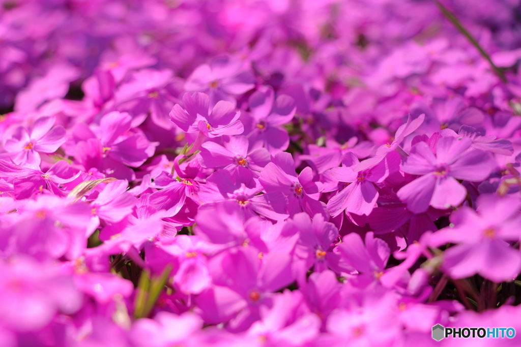 芝桜　色豊か