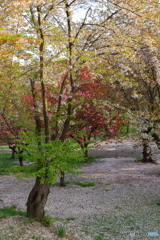 散って落ちるのも良し　桜