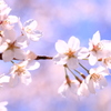 桜。