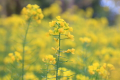 菜の花。
