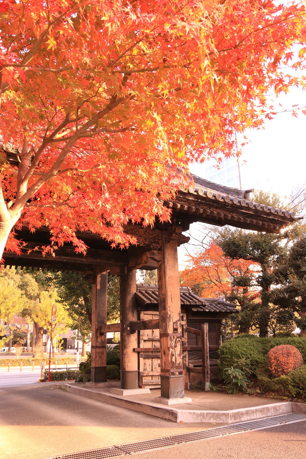 増上寺の紅葉。
