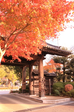 増上寺の紅葉。