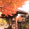 増上寺の紅葉。