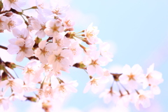 桜。