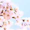 桜。