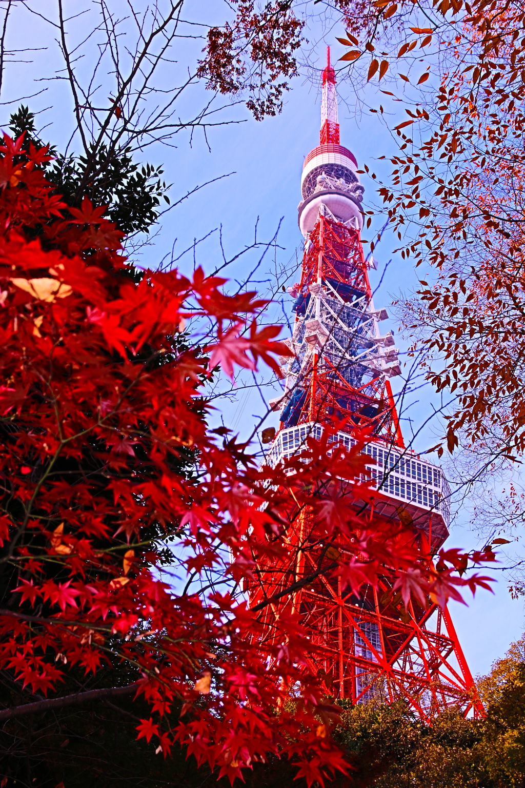 東京タワーと紅葉。