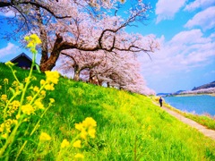大河原の一目千本桜